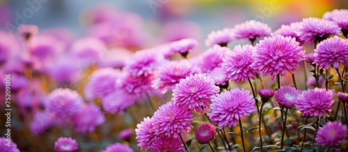 Vivid Pink Aster Novi Belgii Karminkuppel Flowers Blooming in Autumn Garden