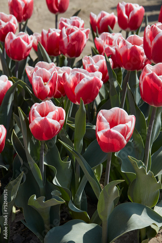 Tulip Lech Walesa, red pink and white flowers in spring sunlight