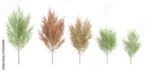 Freeman maple Trees isolated on white background, tropical trees isolated used for design, advertising and architecture