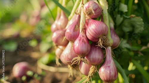 Growing shallot onion harvest and producing vegetables cultivation. Concept of small eco green business organic farming gardening and healthy food