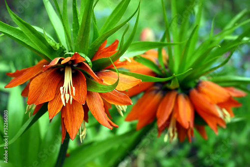 Kwiaty pomarańczowej szachownicy cesarskiej, cesarskiej korony w pełnym rozkwicie. (Fritillaria imperialis L.) 