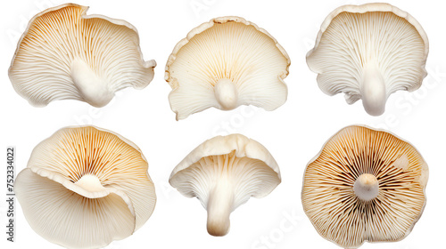 Oyster Mushrooms Isolated on Transparent Background for Culinary Creations