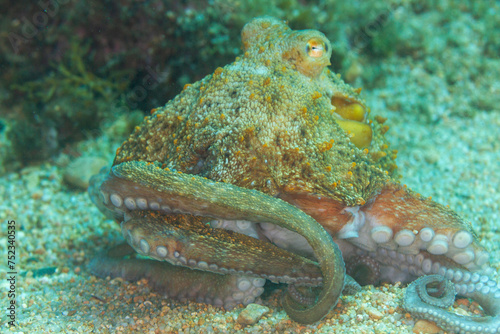 Contempla la elegancia misteriosa de un pulpo mientras navega con gracia en las profundidades del océano, sus tentáculos danzando en las corrientes, un símbolo de inteligencia y adaptabilidad.