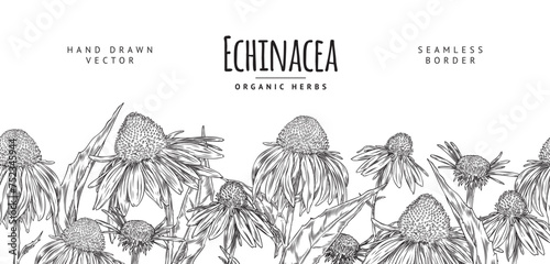 Hand-drawn echinacea seamless vector border