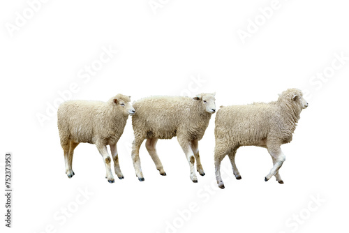 Dorset Sheep isolated png 