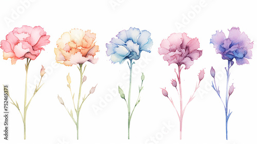 Set floral branch vectors elements for bouquet design. Colorful carnations, tender white Gypsophila, leaves of Eucalyptus Baby Blue Spiral. Bunch with carnations is a symbol of Mother's day Holiday