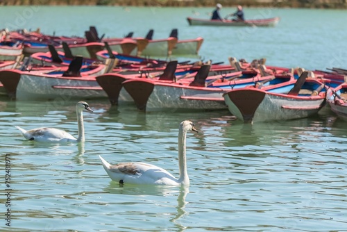 Swans, birds swimming on the Vincennes lake, with typical row boats