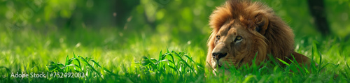 Leão na grama verde - Panorâmico
