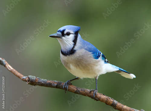 Blue Jay, Cyanocitta cristata, perched in front of a natural background