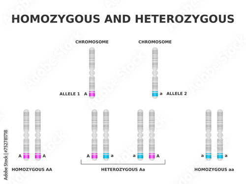 Homozygous and heterozygous. Homozygous has same allele for a particular trait, heterozygous has different. Dominant and recessive gene on chromosome. DNA Genotype combinations. Vector illustration.