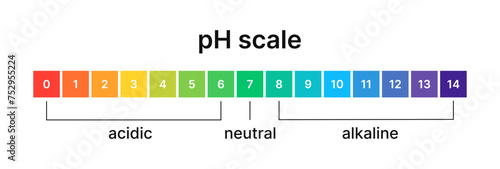 Ph level of acid and alkaline balance. Scale indicator for litmus paper test. Vector isolated infographics on white background.