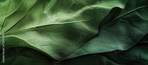 Abstract Green Leaf Texture for Background