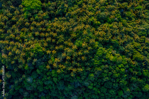Aerial top view green forest and green trees palms in rural Thailand, Drone photo.