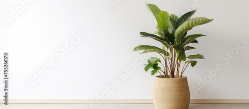 Houseplant in a wicker pot by a white wall indoors
