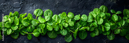 Vegetable Themed Healthy Nutrition Concept, Dark green leaves of Creeping jenny plants for background and wallpaper, Polyscias Scutellria or usually called Daun Mangkokan in Javanese