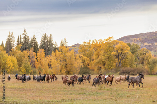 herd of horses and mules being moved for ranching and outfitters
