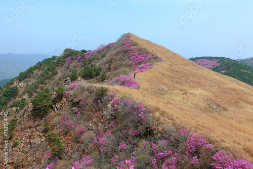 분홍빛 진달래꽃이 핀 산의 봄 풍경