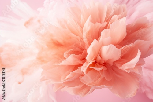 Soft pink peony in bloom, perfect for elegant backgrounds, spring themes and romantic occasions