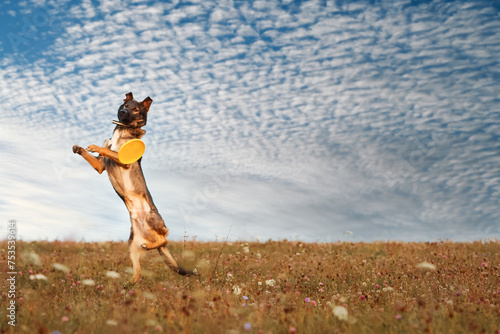 A dog of the breed German Shepherd, Belgian Shepherd, Malinois, plays in a field, in a meadow in the summer, jumps high against the sky. The concept of a healthy lifestyle, for a website, article.