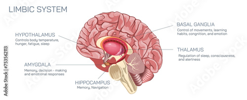 The limbic system is the part of the brain involved in our behavioural and emotional responses, especially when it comes to behaviours we need for survival. 5 parts of lumbic system.