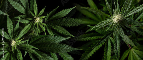 Banner background marijuana plants on black background