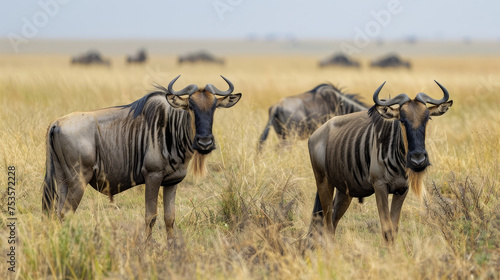 Herd of wildebeests standing in the savannah.