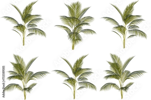 plam tree set. Palm trees isolated on white background. Beautiful palma tree set illustration