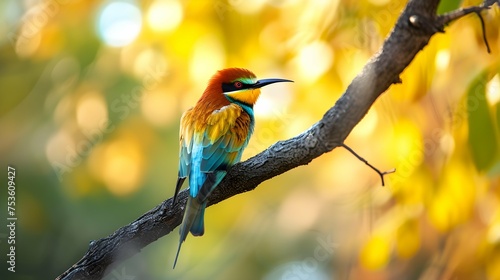 a cinematic and Dramatic portrait image for bee eater