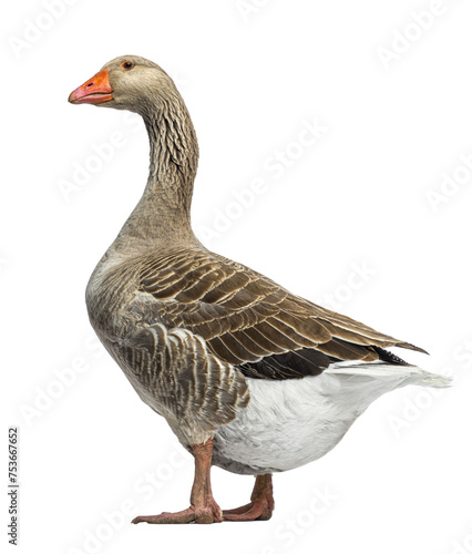 Domestic goose, Anser anser domesticus, standing, against green backgroung