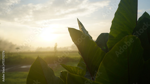 Tranquil view of the sunrise with morning light and natural green taro leaves background. Natural leaf backgrounds.