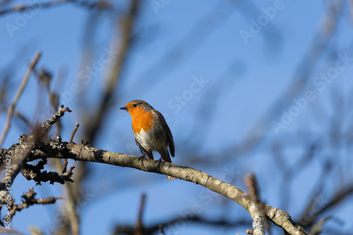 robin european perched on a tree branch. Concept of conservation of our habitats and the animal biodiversity that inhabits them.