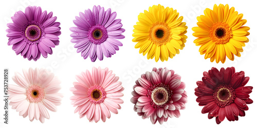 Collection set of burgundy purple violet yellow peach pink stalk of Gerber Gerbera Daisy daisies flower top view on transparent background cutout, PNG file. Mockup template artwork graphic design