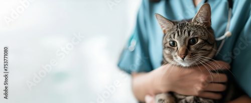 Close-up portrait of cute cat in the hands of a veterinarian. Concept of animal treatment, pet care, banner with copyspace