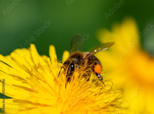 Pszczoła zapylająca kwiat 