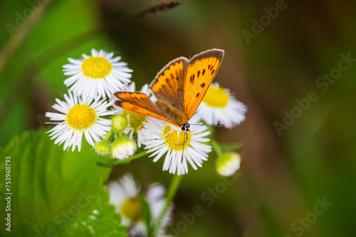 A female Large copper butterfly (Lycaena dispar) on a daisy fleabane flower (Erigeron annuus).
