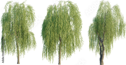 Salix babylonica tree 4k png cutout transparent