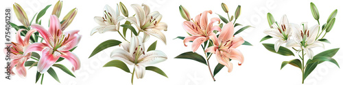 Elegant blooming lilies with buds Hyperrealistic Highly Detailed Isolated On Transparent Background Png File