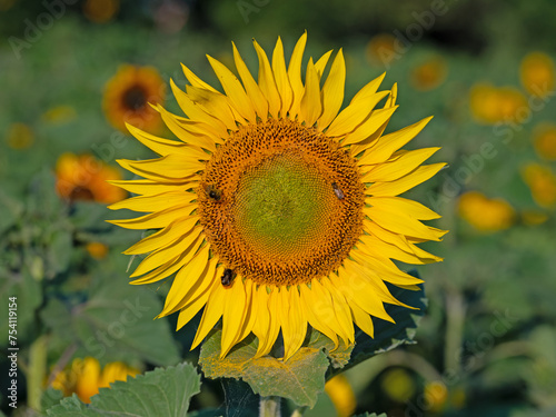 Sonnenblume, Helianthus annuus, in einer Nahaufnahme