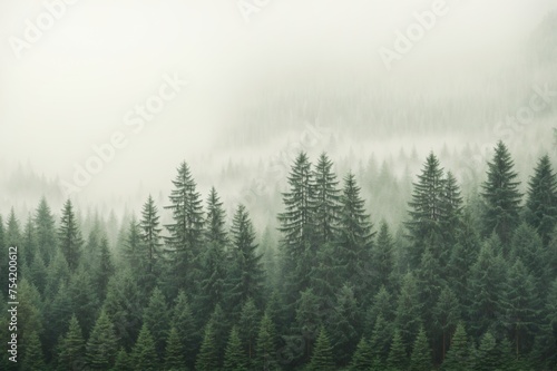 Mystical mist veils serene evergreen forest in ethereal tranquility 