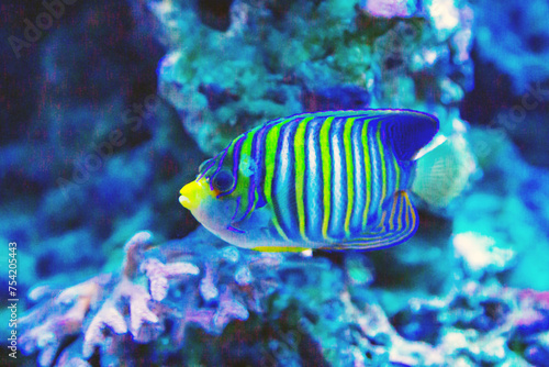 The Imperial Angel fish (juvenile) (Latin Pomacanthus imperator) is blue with yellow stripes on a dark background of the seabed. Marine life, fish, subtropics.