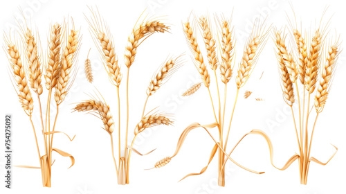 A diverse collection of wheat ears isolated on white, showcasing various stages of maturity and forms, perfect for agricultural and botanical themes