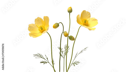 yellow flower stalk isolated on transparent background cutout