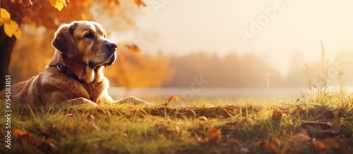 A dog is peacefully laying in the lush green grass near a tree in the backdrop of autumn. The dog is relaxed and enjoying the peaceful surroundings.