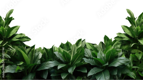 Tropical leaves foliage plant bush floral border isolated on clear png background and transparent background. Fresh and nature concept for nature decorative and flower element, AI generative.