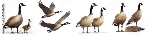 Canada geese png, anime style, cute clipart, isolated on white background or transparent background