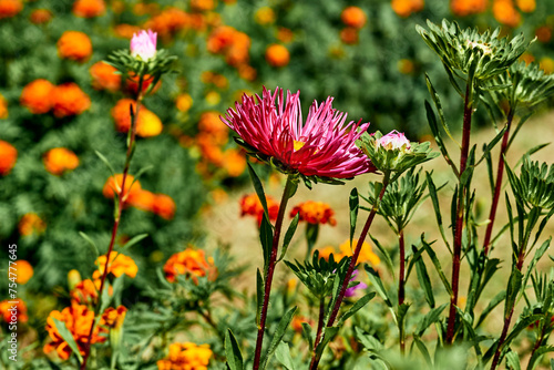 Pink summer aster bush and bright orange marigolds