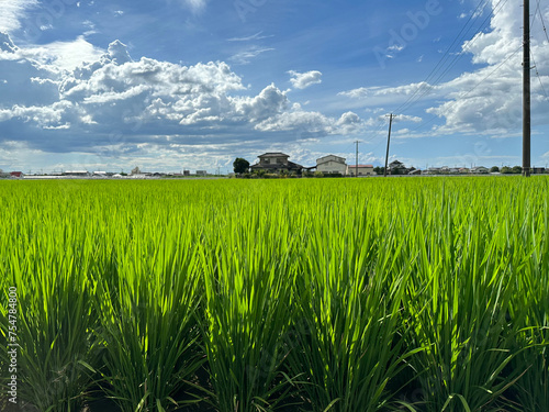 青々した水田の様子と田舎の風景。稲穂の出ていない夏の田んぼ。