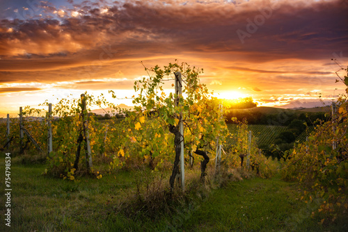 Sunset at vineyard in Tuscany, Italy, in autumn