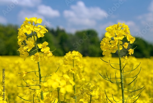 Rapeseed flower canola or colza in latin Brassica Napus