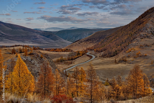 Russia. South Of Western Siberia, Mountain Altai. Larch trees in autumn gold on the tops of mountain ranges illuminated by the evening rays of the sun.